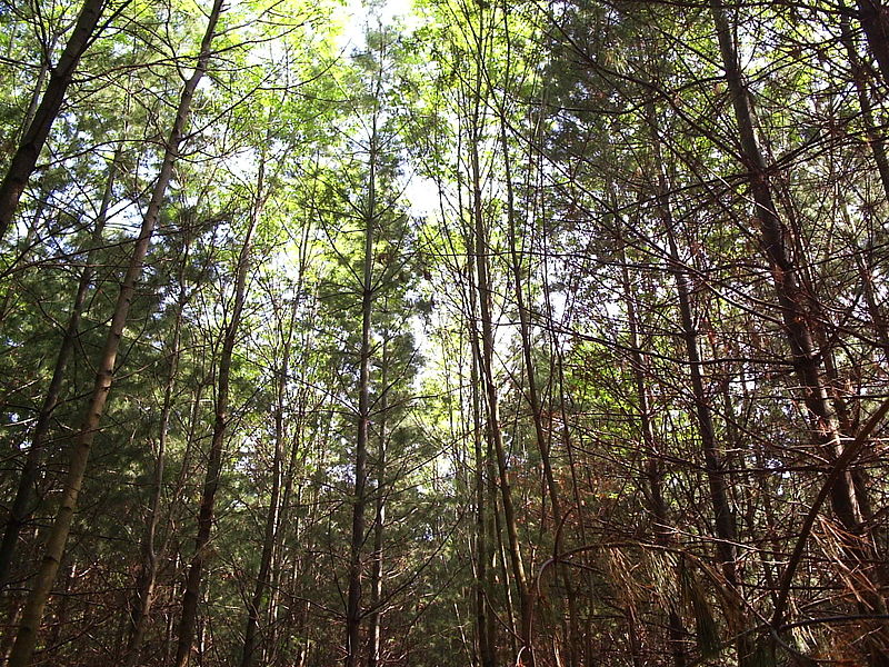 A lovely photo of the forestry in Claireville Conservation Area