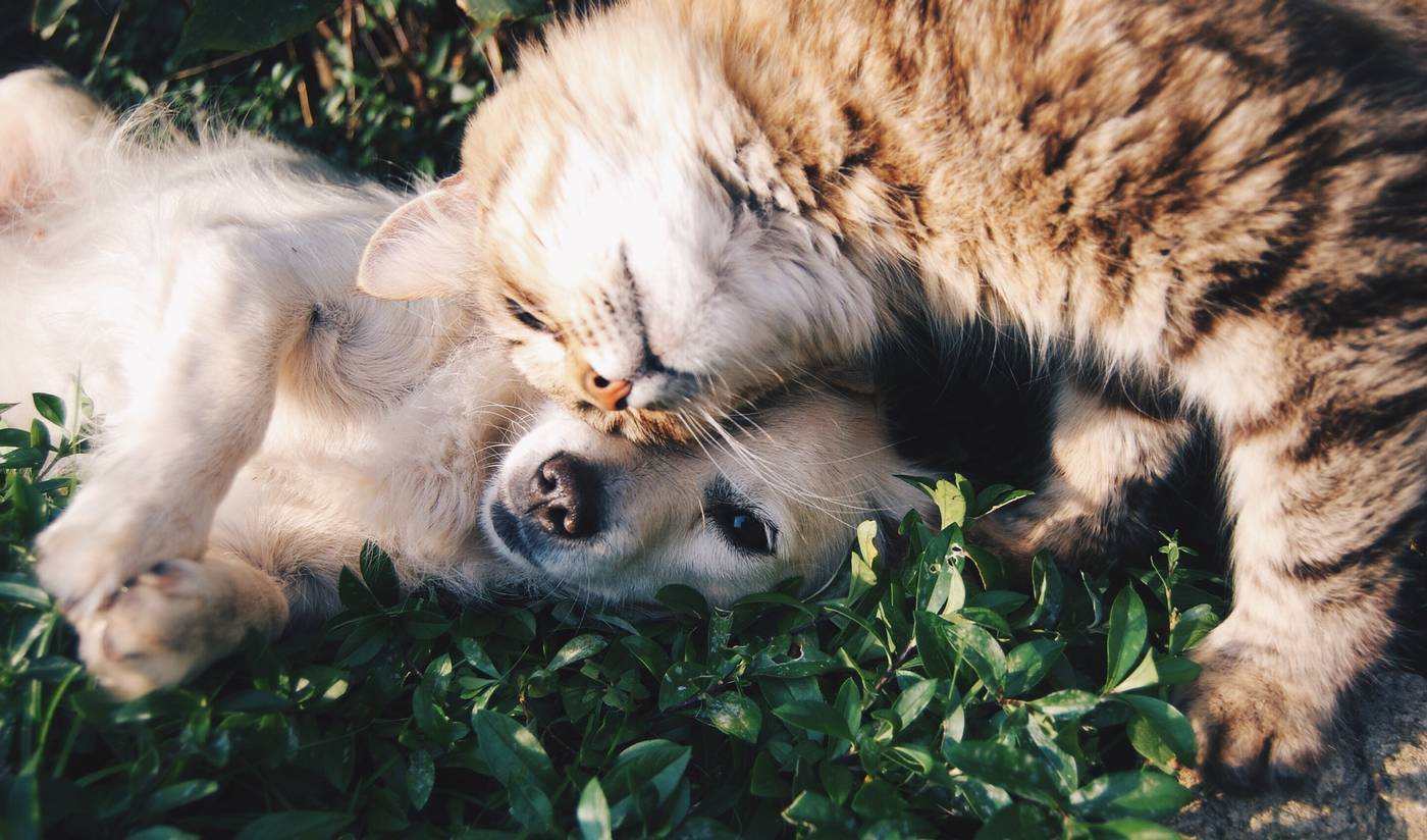 Adorable Cat and Dog